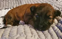 SOLD , a female Havanese and Havapoo for sale in Olean, NY – 4 of 6