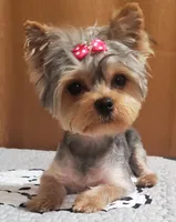 Akc 25 KARATE GOLD , a female Yorkshire Terrier for sale in Olean, NY – 7 of 9