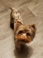 Easter Special Price $950., a male Yorkshire Terrier for sale in Olean, NY – Photo 2 of 10