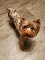 Easter Special Price $950., a male Yorkshire Terrier for sale in Olean, NY – Photo 6 of 10