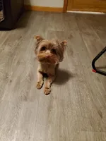 Easter Special Price $950., a male Yorkshire Terrier for sale in Olean, NY – Photo 10 of 10
