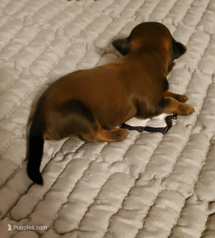 Akc Dark tiny Red  – Havanese puppy for sale in Olean, NY