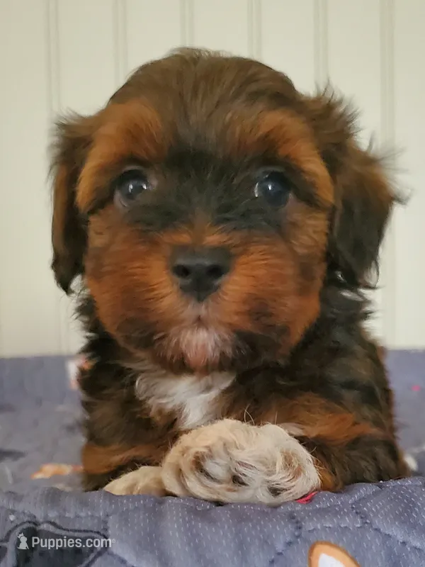 Akc  Flame  – Havanese puppy for sale in Olean, NY