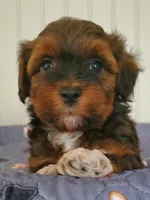 Akc  Flame , a male Havanese for sale in Olean, NY – 1 of 9
