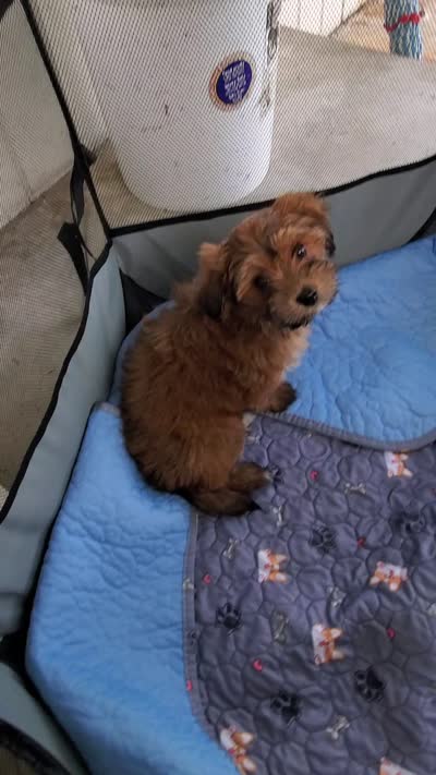 Akc Intime Aka Rosie Watch Video , a female Havanese for sale in Olean, NY – 6 of 9