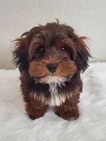 Akc Ch Grt Grandsire Dark Reds Coming Soon , a  Havanese for sale in Olean, NY – 6 of 9