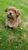 Akc Red Watch Popsicle Video , a male Havanese for sale in Olean, NY – 4 of 9