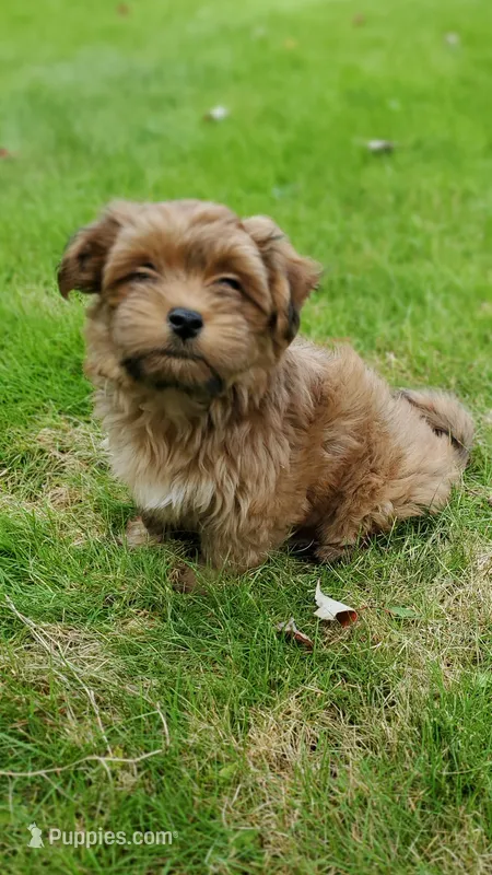 Akc Red Watch Popsicle Video  – Havanese puppy for sale in Olean, NY
