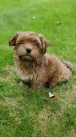 Akc Red Watch Popsicle Video , a male Havanese for sale in Olean, NY – 1 of 9