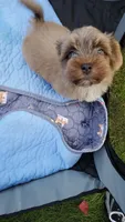 Akc Ch.Grt.Gr.Sire , a male Havanese for sale in Olean, NY – 3 of 7