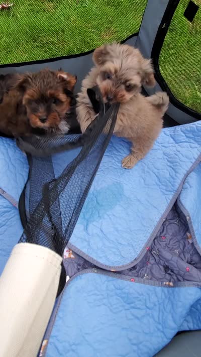 Akc Ch.Grt.Gr.Sire , a male Havanese for sale in Olean, NY – 5 of 7
