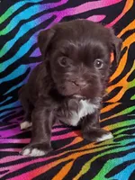 Akc Read whole Add #1, a female Havanese for sale in Olean, NY – Photo 6 of 10