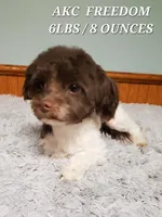 Akc Read whole Add #1, a female Havanese for sale in Olean, NY – Photo 9 of 10