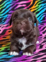 Akc Read whole Add #1, a female Havanese for sale in Olean, NY – Photo 7 of 10