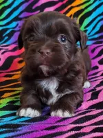 Akc Read whole Add #1, a female Havanese for sale in Olean, NY – Photo 5 of 10