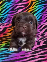 Akc Read whole Add #1, a female Havanese for sale in Olean, NY – Photo 2 of 10