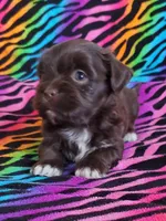 Akc Read whole Add #1, a female Havanese for sale in Olean, NY – Photo 8 of 10