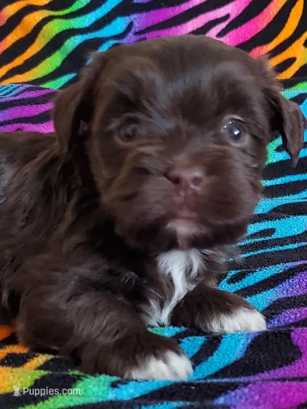 Akc Read whole Add #1, a female Havanese for sale in Olean, NY – Photo 1 of 10