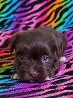 Akc Read whole Add #1, a female Havanese for sale in Olean, NY – Photo 4 of 10