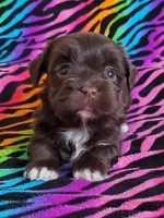 Akc Read whole Add #1, a female Havanese for sale in Olean, NY – Photo 3 of 10