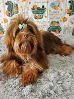 Akc Read whole Add #1, a female Havanese for sale in Olean, NY – Photo 10 of 10