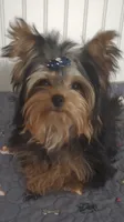 Akc Twinky weekend Special $1250.00 $300.Off , a female Yorkshire Terrier for sale in Olean, NY – 3 of 10