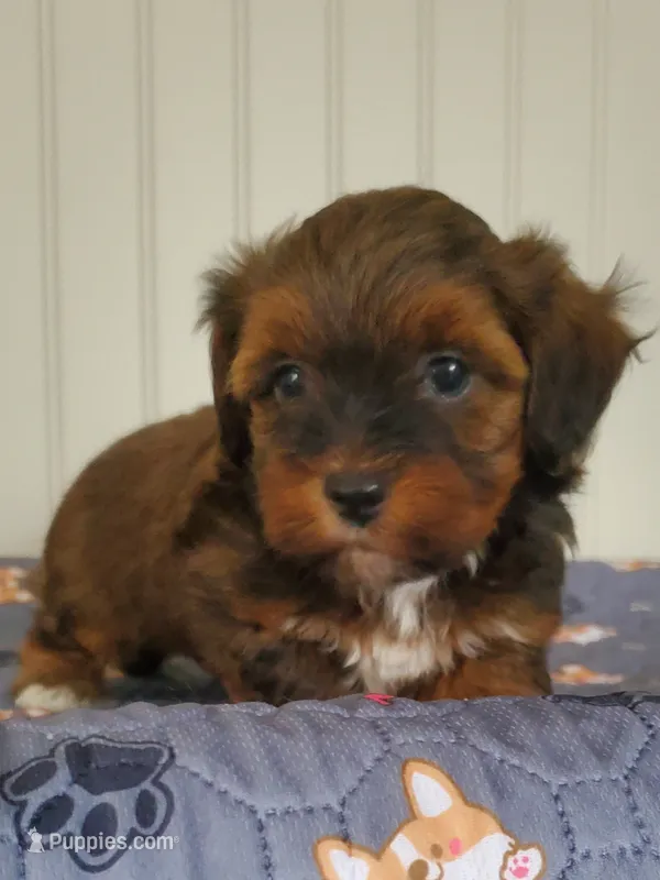Akc  Flame  – Havanese puppy for sale in Olean, NY