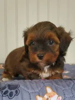 Akc  Flame , a male Havanese for sale in Olean, NY – 4 of 9