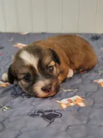 Akc Ch.Grt.Gr.Sire  Red , a  Havanese for sale in Olean, NY – 3 of 10