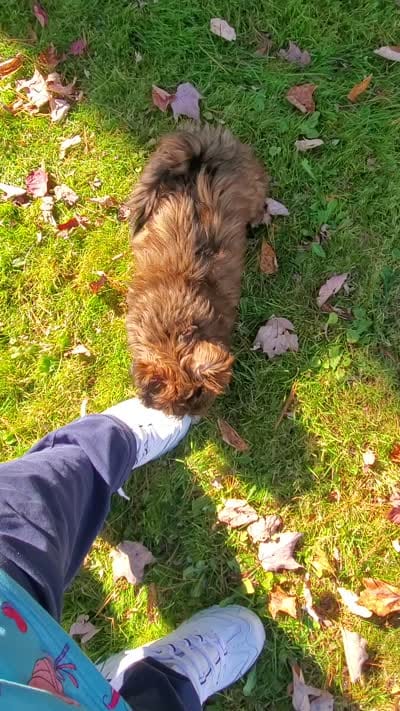 Akc Champion Great Grandsire Red , a male Havanese for sale in Olean, NY – 4 of 6