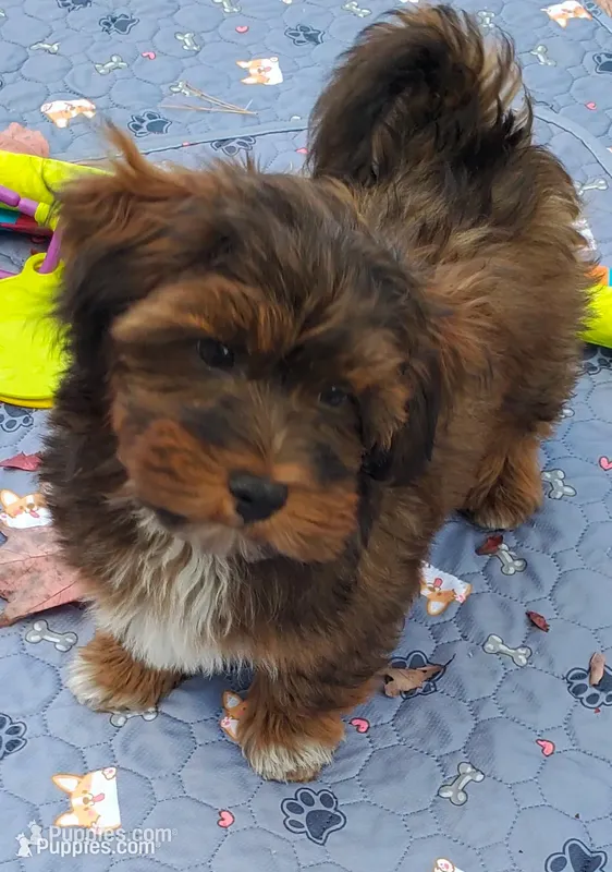 Akc Champion Great Grandsire Red  – Havanese puppy for sale in Olean, NY