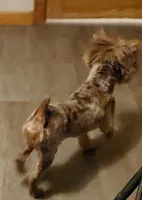 Chocolate Merle 6 to7lbs , a male Yorkshire Terrier for sale in Olean, NY – Photo 2 of 6