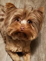 Chocolate Merle 6 to7lbs , a male Yorkshire Terrier for sale in Olean, NY – Photo 1 of 6