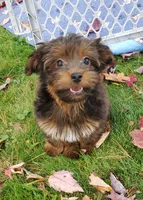 Akc small toy  Red Chocolate Sable , a male Havanese for sale in Olean, NY – 6 of 7