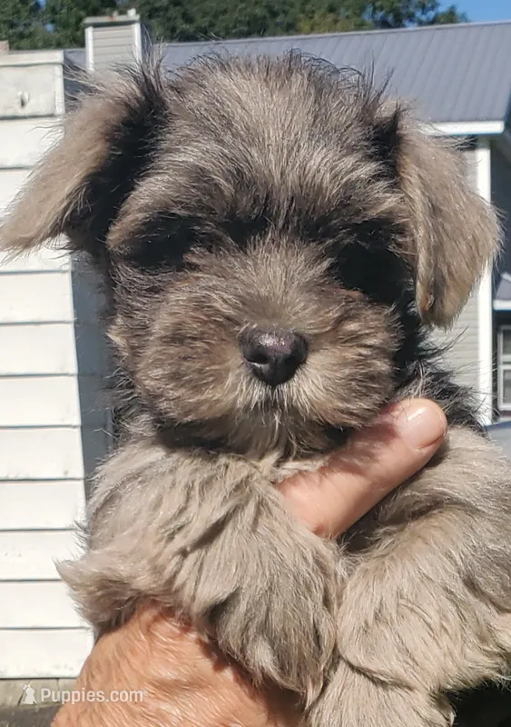 Havanese + Yorkie  watch video  – Havanese puppy for sale in Olean, NY