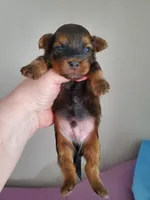 Akc Red Hiccups , a male Havanese for sale in Olean, NY – 7 of 8