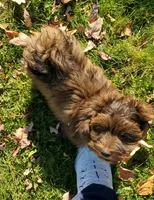 Akc Champion Great Grandsire Red , a male Havanese for sale in Olean, NY – 2 of 6
