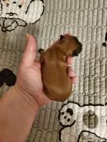 Akc Dark Red InTime, a female Havanese for sale in Olean, NY – 7 of 10