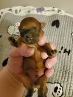 Akc Dark Red Popsicle, a male Havanese for sale in Olean, NY – 6 of 7