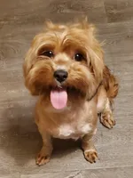 Akc championlines Red puppies coming soon , a  Havanese for sale in Olean, NY – 2 of 10
