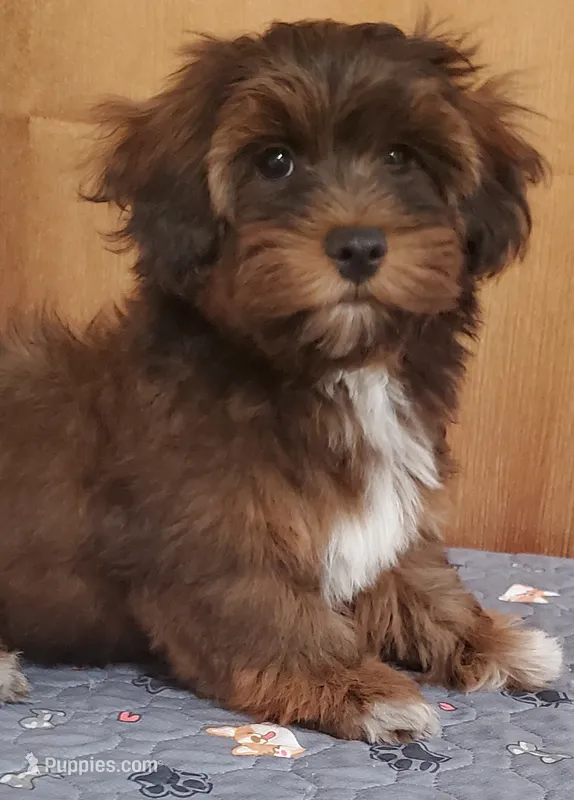 Akc Ch.Grt. Gr.Sr. Red Sable  – Havanese puppy for sale in Olean, NY