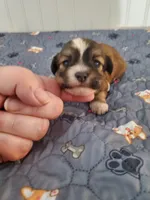 Akc Ch.Grt.Gr.Sire  Red , a  Havanese for sale in Olean, NY – 6 of 10