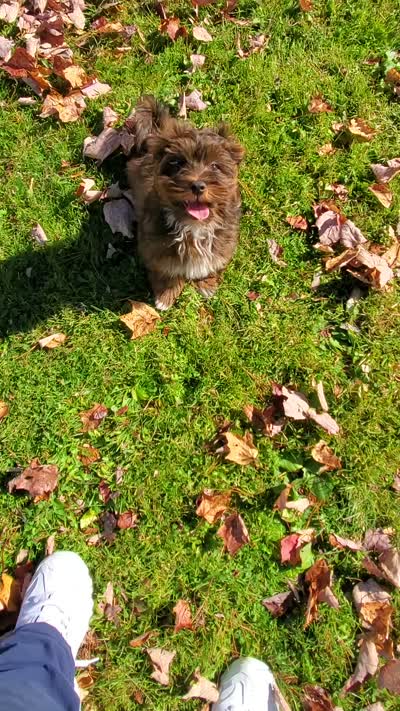 Akc Champion Great Grandsire Red , a male Havanese for sale in Olean, NY – 5 of 6