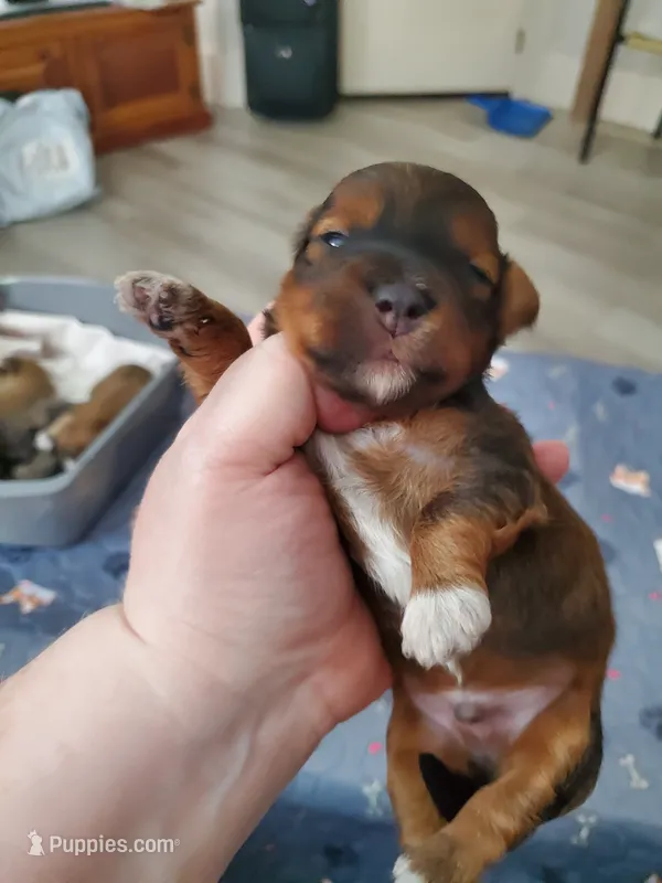 Deep Horizons Red Akc Ch. Grt. Grandsire   – Havanese puppy for sale in Olean, NY