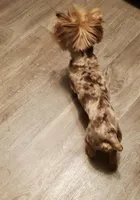 Chocolate Merle , a male Yorkshire Terrier for sale in Olean, NY – Photo 8 of 10