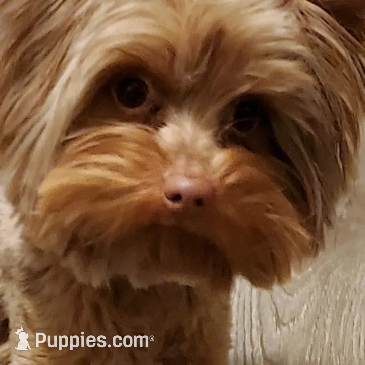 Chocolate Merle , a male Yorkshire Terrier for sale in Olean, NY – Photo 2 of 10