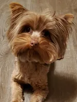 Chocolate Merle , a male Yorkshire Terrier for sale in Olean, NY – Photo 3 of 10