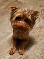 Chocolate Merle , a male Yorkshire Terrier for sale in Olean, NY – Photo 6 of 10