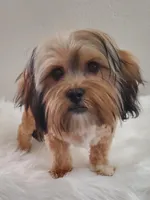 Poppie Havashu / Hava Shtz , a female Havanese and Shih Tzu for sale in Olean, NY – Photo 4 of 8