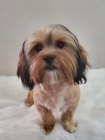 Poppie Havashu / Hava Shtz , a female Havanese and Shih Tzu for sale in Olean, NY – Photo 6 of 8